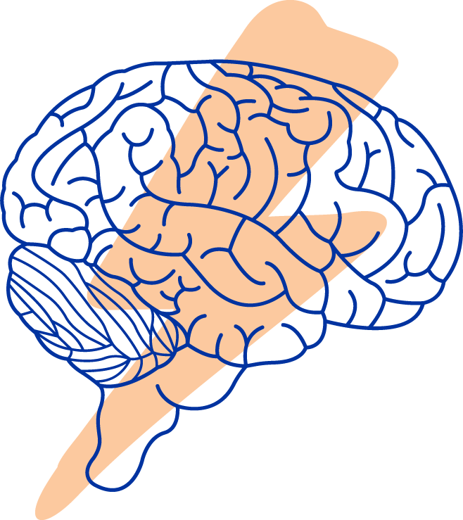 Brain