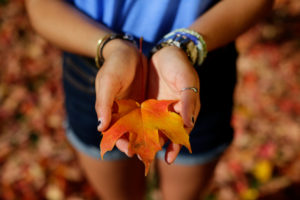 Fall color on UK campus on Monday October 27, 2014 in Lexington, Ky. Photo by Mark Cornelison